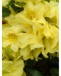 Рододендрон Саффрано (жовтий) | Rhododendron Saffrano | Рододендрон Саффрано (желтый)